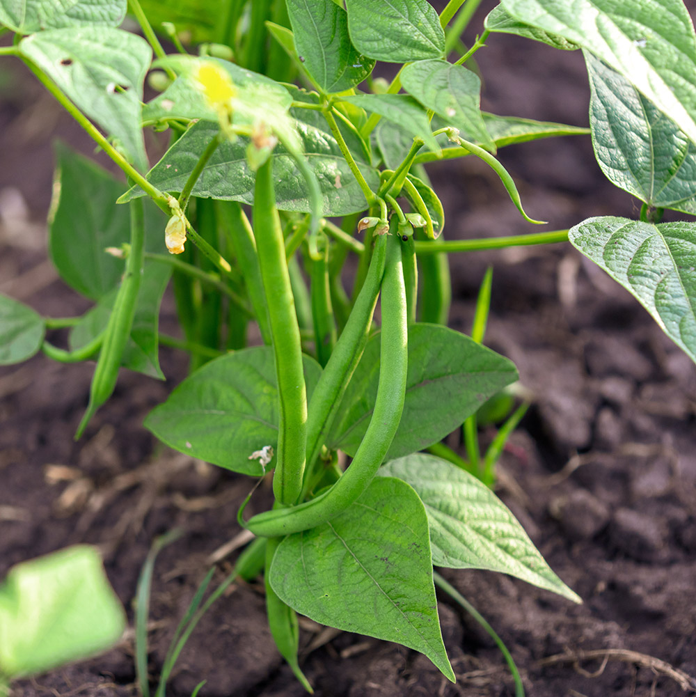 🫛String Bean Seeds – High Yield, Low Hassle