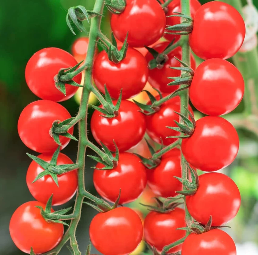 🍅 Waterfall Tomato Seeds – Bring a Cascading Beauty to Your Garden