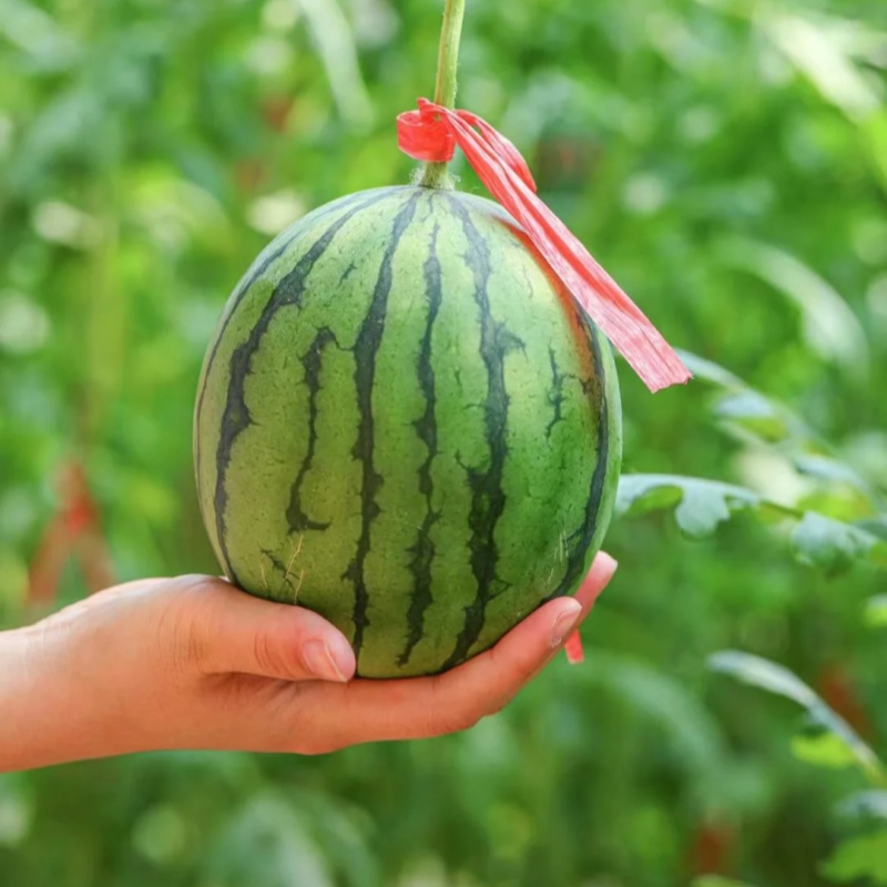 🍉 Ruby Watermelon Seeds – Harvest sweet and juicy summer refreshment