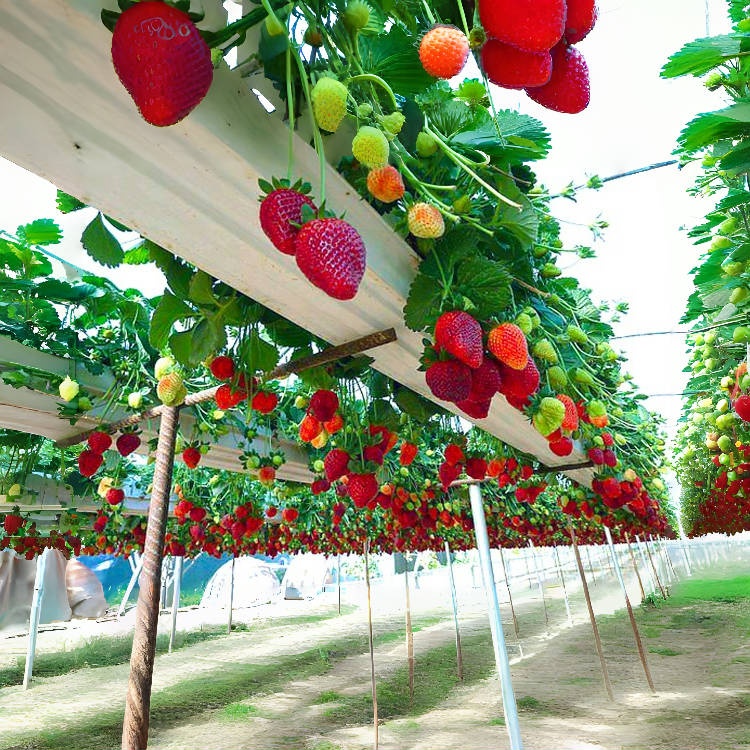 🪴Cream Strawberry Seeds🍓 Juicy and Sweet💥 Best Seller