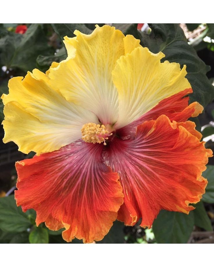 🌸Giant Hibiscus Seeds - Give your garden a new lease of life