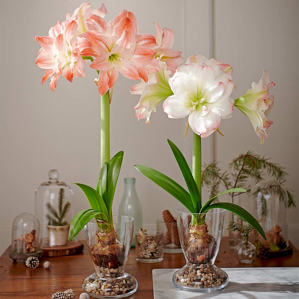 Amadeus Amaryllis Duo, two bulbs with two Dutch hurricane vase kits | White  Flower Farm