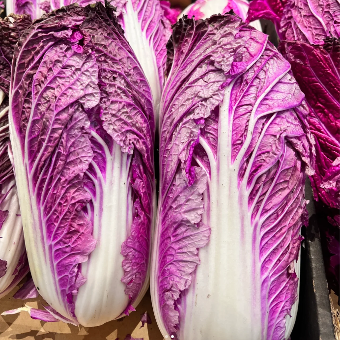 Merlot (F1) Chinese Cabbage Seed