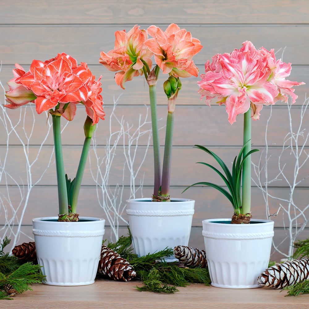Amaryllis Fancy Nymph Trio | White Flower Farm