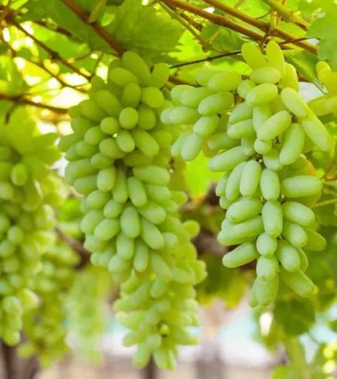 🔥Last Day 48% OFF- High-Quaility Grapes Seeds- High Germination Rate