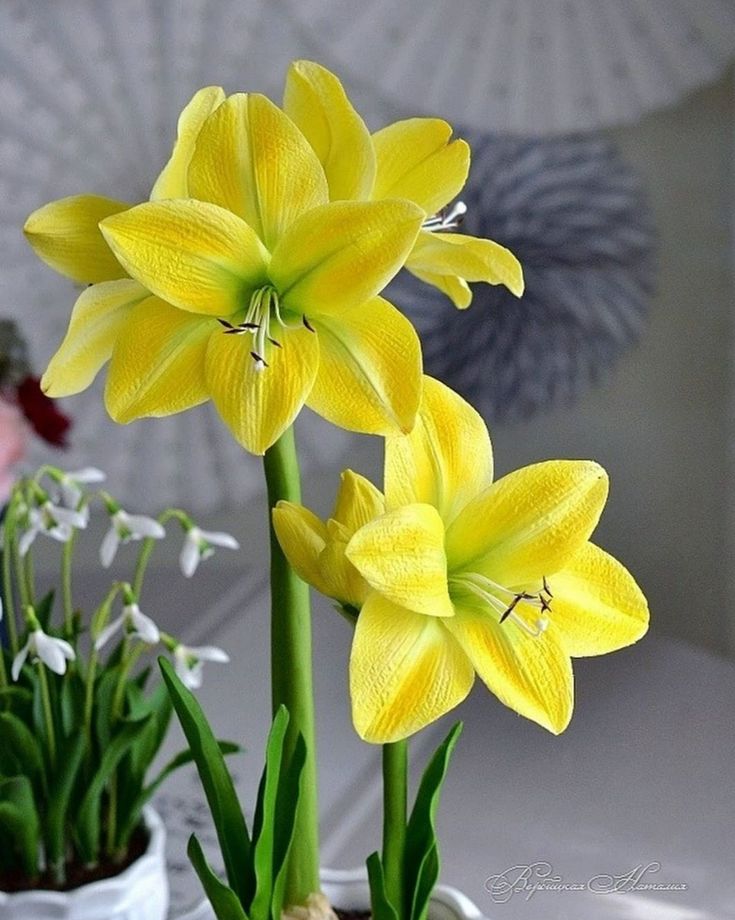 Amaryllis Bulbs: Brighten Your Space with Bold Blooms 🌸
