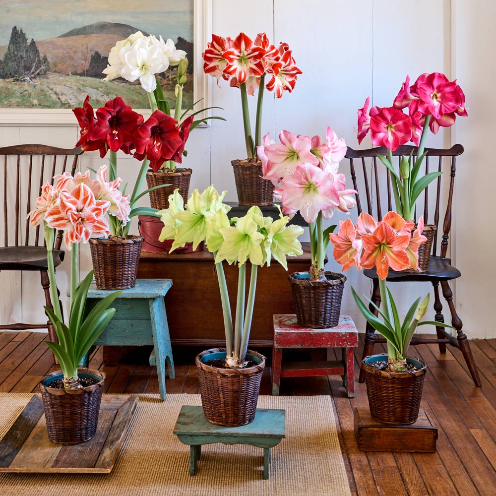 Amaryllis & Gifts | White Flower Farm