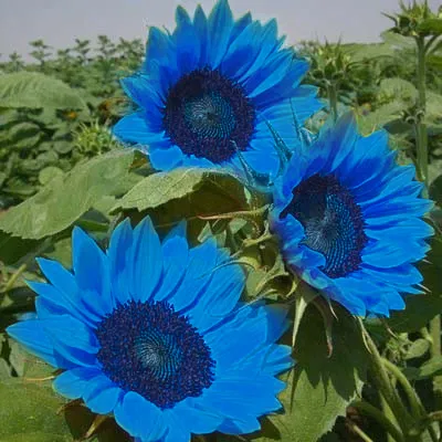 🌻 Sunflower Seeds – Bring Sunshine to Your Garden!