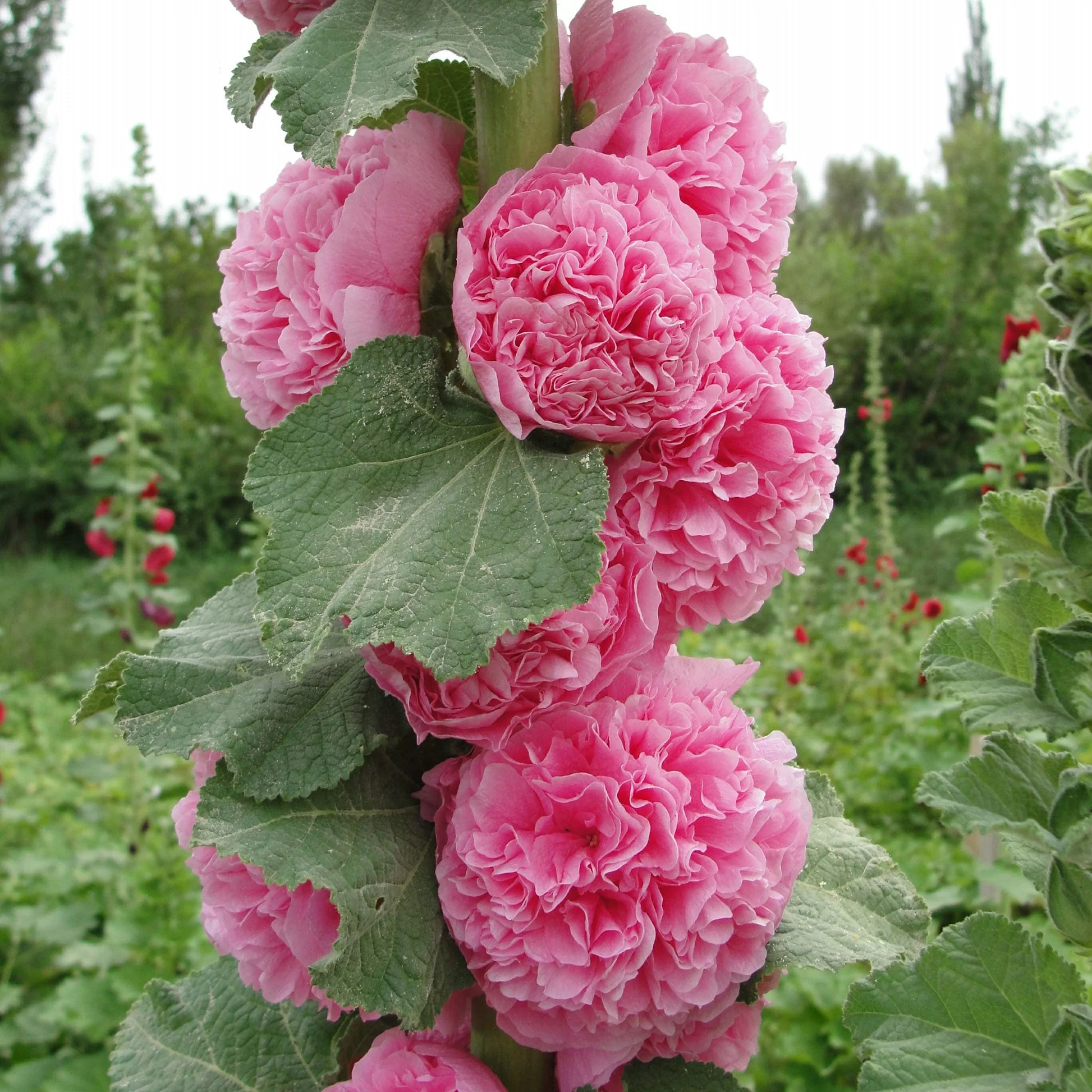 🔥Hot Sale🔥Colorful Double Hollyhock Seeds