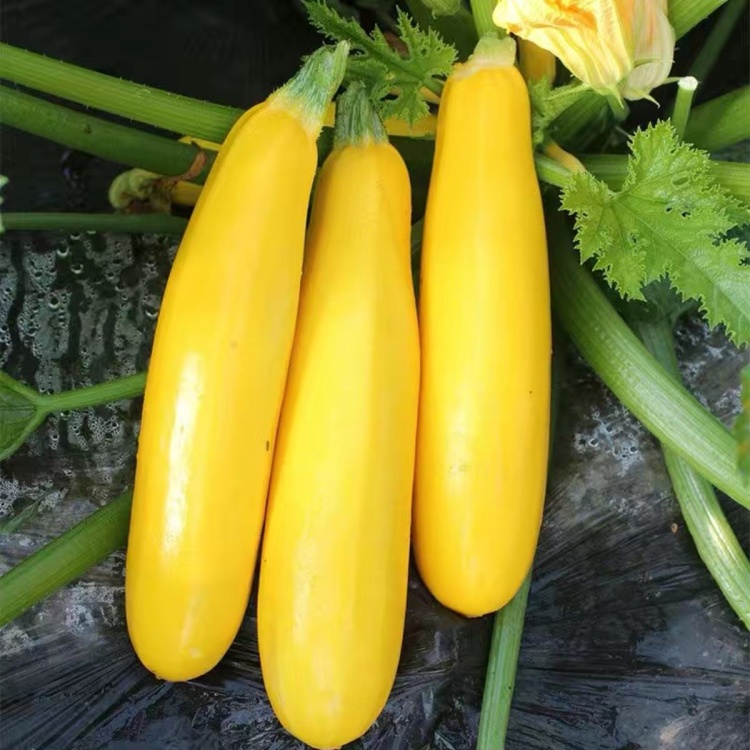 🍌 Banana Zucchini — The "Little Banana" of Vegetables