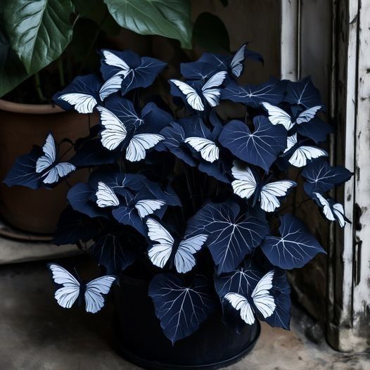 Begonia 'Moonlight Butterfly' 🦋✨- Black & White