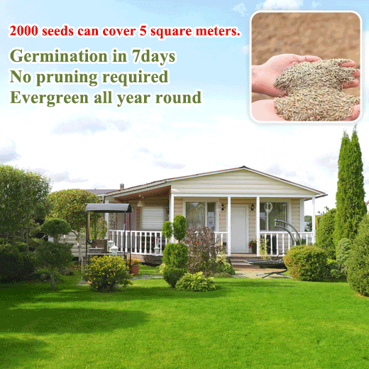🌿🌟 Four Seasons Evergreen Dwarf Grass Seeds – Your Lawn’s New Best Friend