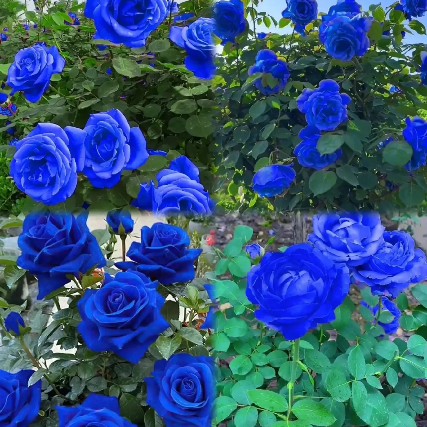 💙Rare Blue Enchantress Rose Seeds – A Touch of Magic for Your Garden ✨