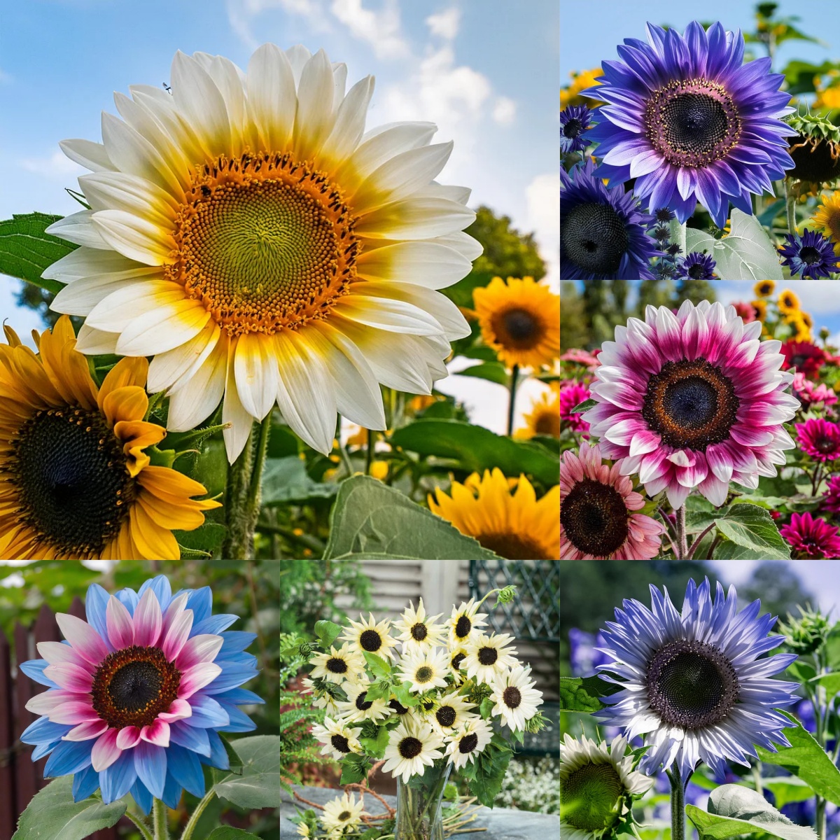 🌻 Sunflower Seeds – Bring Sunshine to Your Garden!