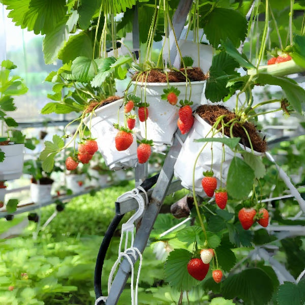 🪴Cream Strawberry Seeds🍓 Juicy and Sweet💥 Best Seller