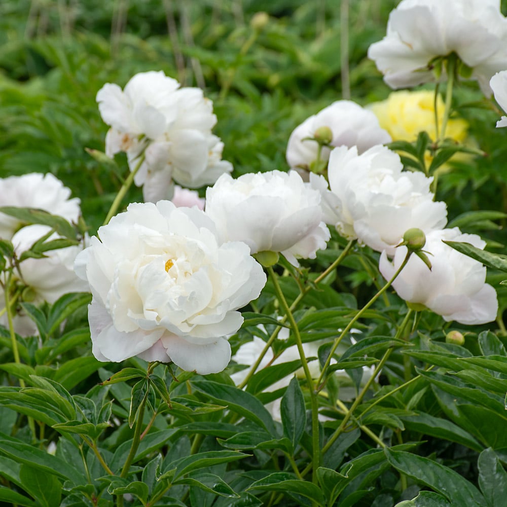 【High Survival Rate】👑 Queen of Flowers – Peony Seeds 🌸