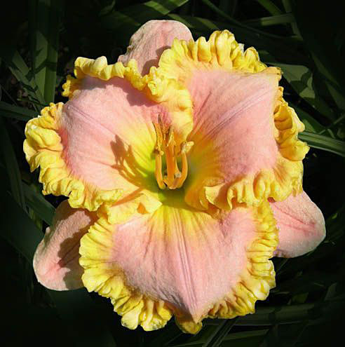 Daylily Hybrid Flowers Seeds, Hemerocallis Hybrid, 50pcs/pack