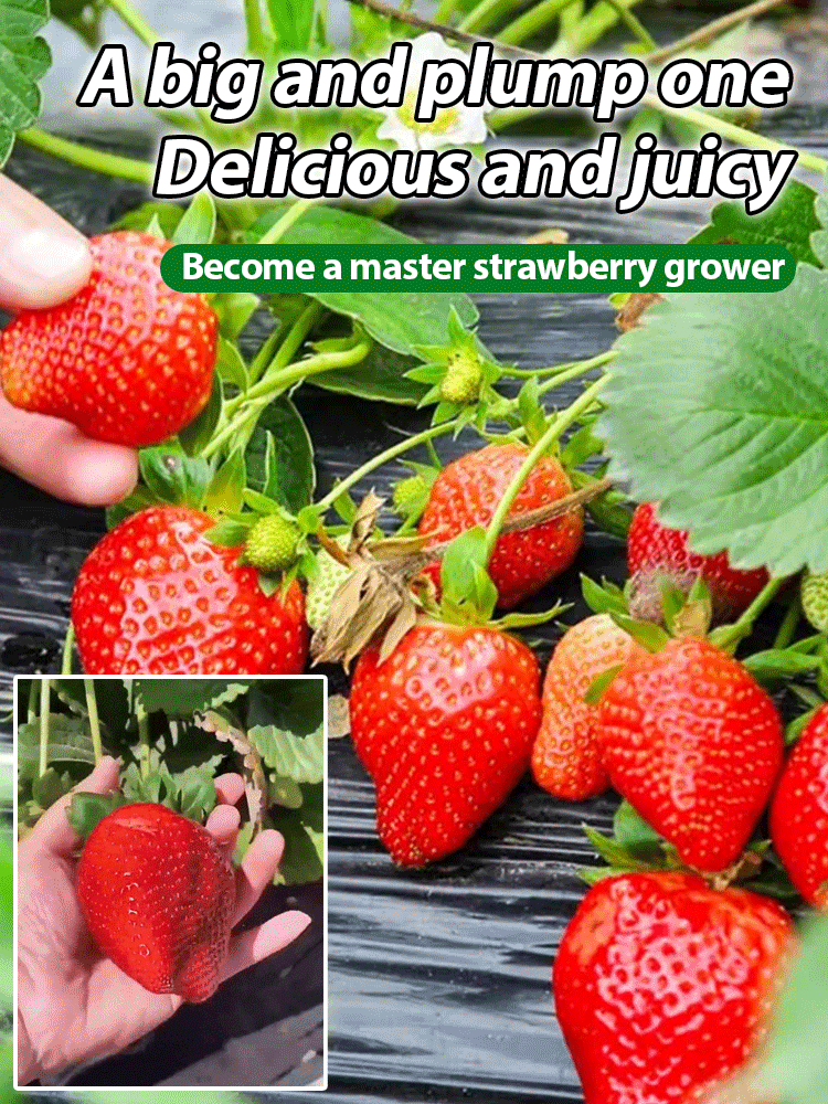 🤩Four Seasons Fruit Cream Strawberry Seeds【😋28 days to blossom and fruits🍓】