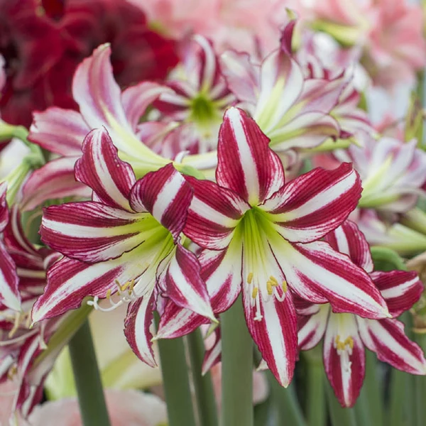 Amaryllis Bulbs: Brighten Your Space with Bold Blooms 🌸