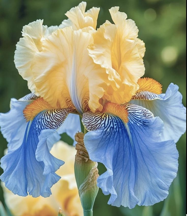 🌸 Iris Bulbs – Rare Color. Lasting Beauty. Zero Hassle.