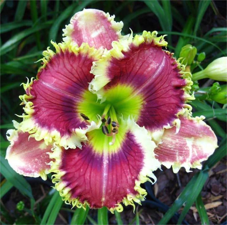 Daylily Hybrid Flowers Seeds, Hemerocallis Hybrid, 50pcs/pack