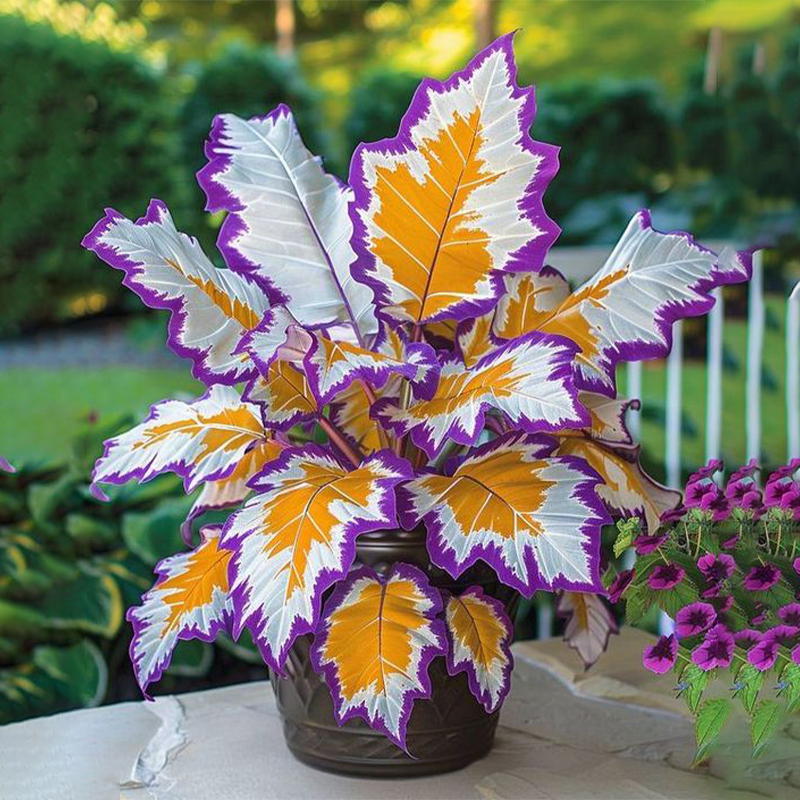 Calathea Plant In Garden