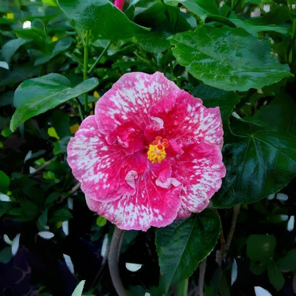 🌱Rare Spotted Hibiscus Seeds -Vibrant Blooms for Your Flourishing Garden