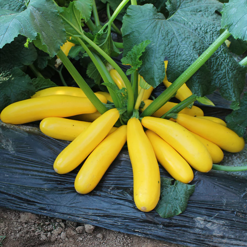 🍌 Banana Zucchini — The "Little Banana" of Vegetables