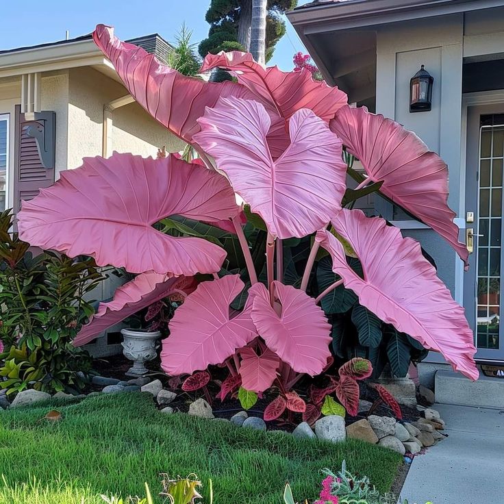 🌟 Discover the Magic of Giant Caladium Seeds!