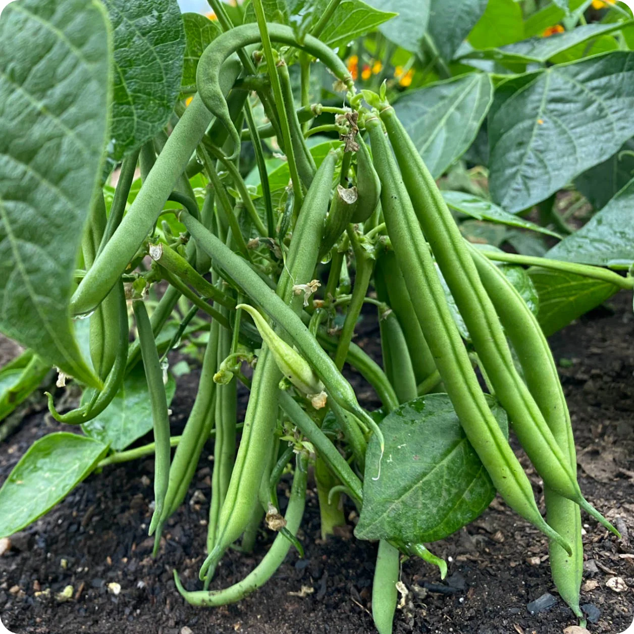 🫛String Bean Seeds – High Yield, Low Hassle