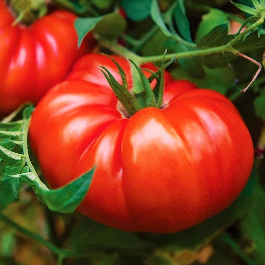 🍅 Giant Monster Tomato Seed – The Amazing Giant Tomato