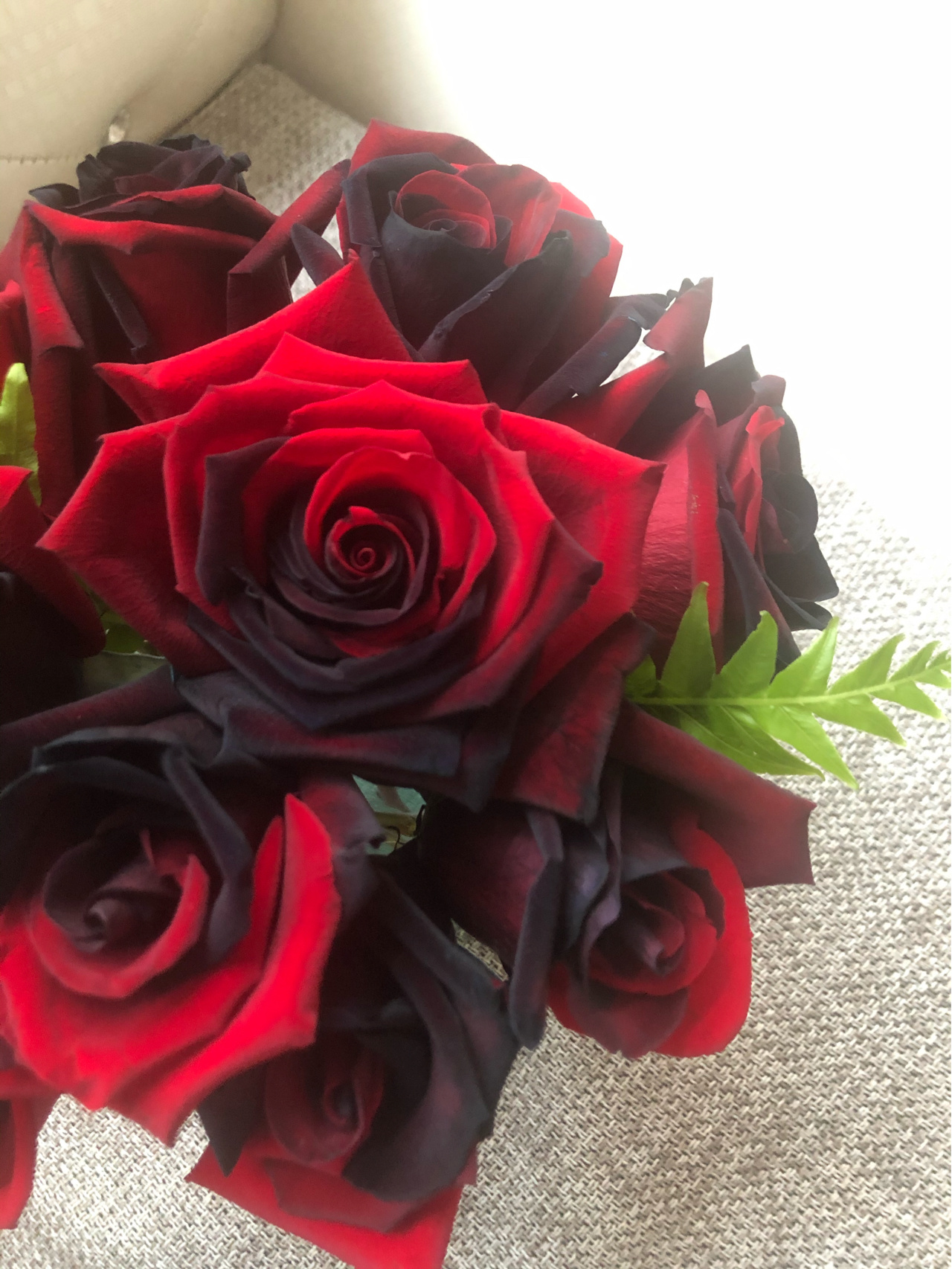 Carmen Rose - Twin Red Black Rose Seeds