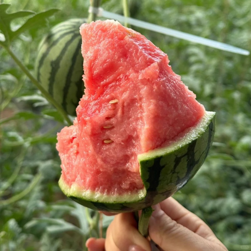 🍉 Ruby Watermelon Seeds – Harvest sweet and juicy summer refreshment