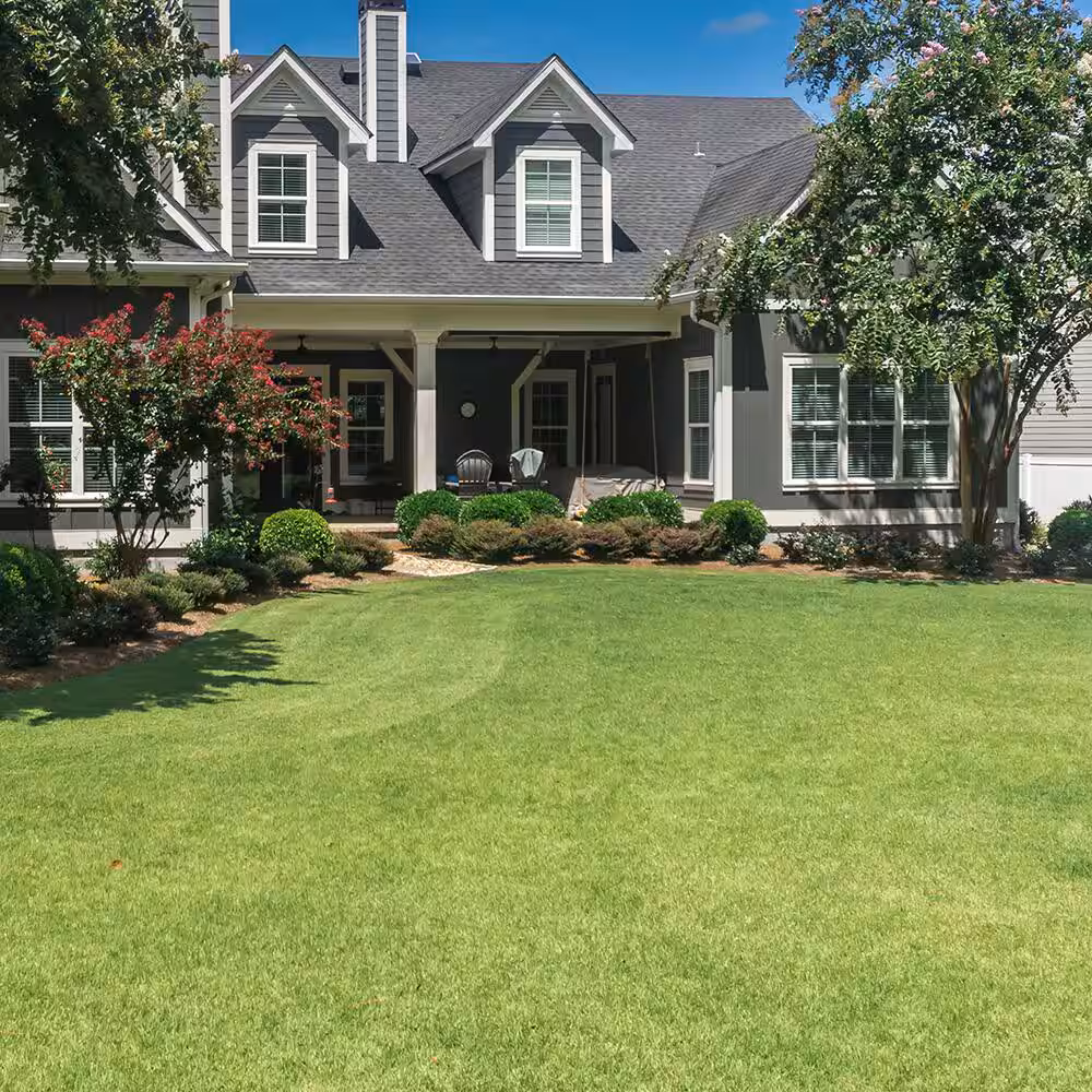 🌿🌟 Four Seasons Evergreen Dwarf Grass Seeds – Your Lawn’s New Best Friend