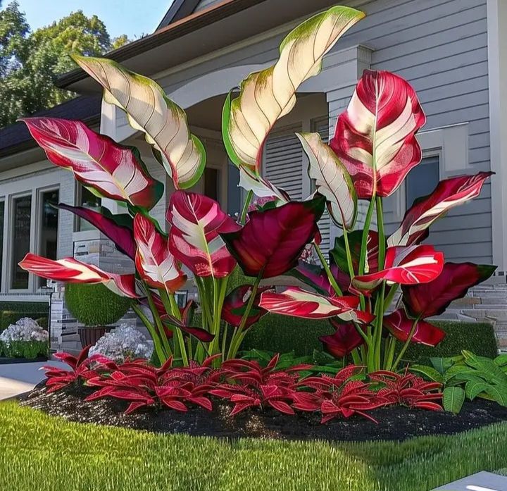 🌟 Discover the Magic of Giant Caladium Seeds!