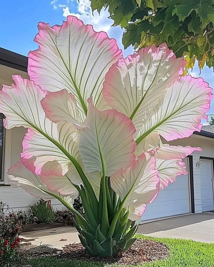 🌟 Discover the Magic of Giant Caladium Seeds!