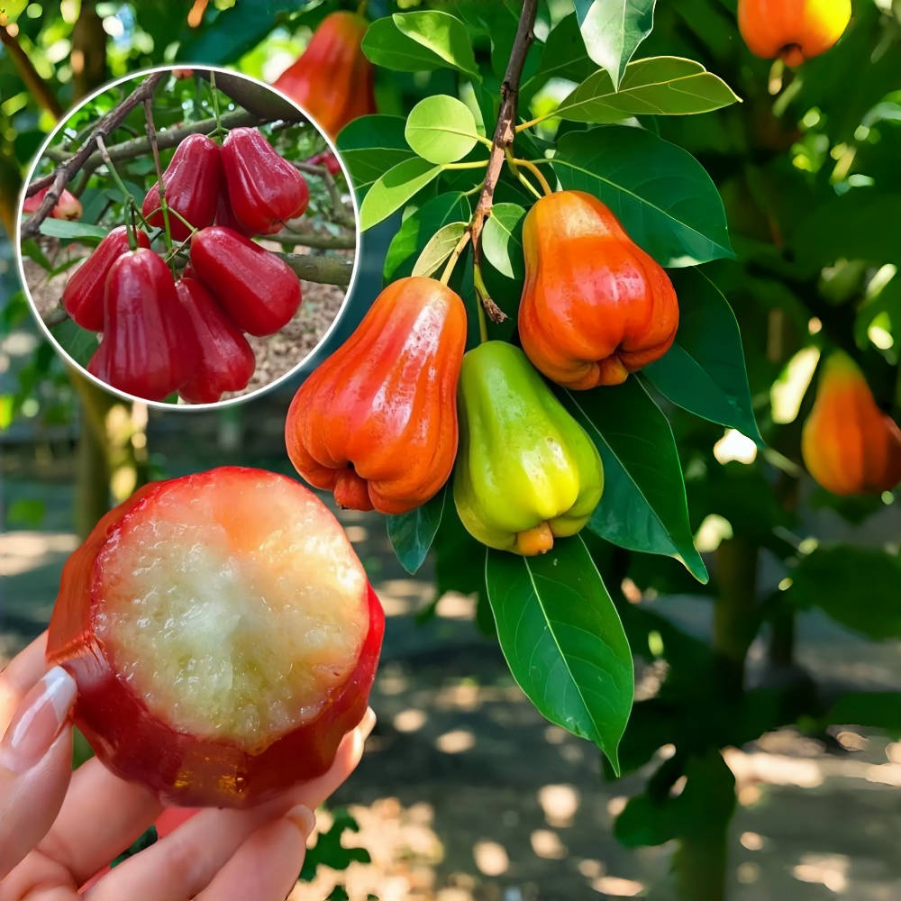 🍎Grow Your Own Tropical Wax Apples – Non-GMO Seeds