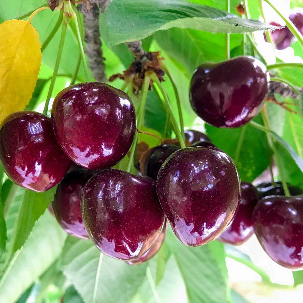 ✨Top Grade & Productive – Chilean Cherry Seeds Direct from Origin🌱