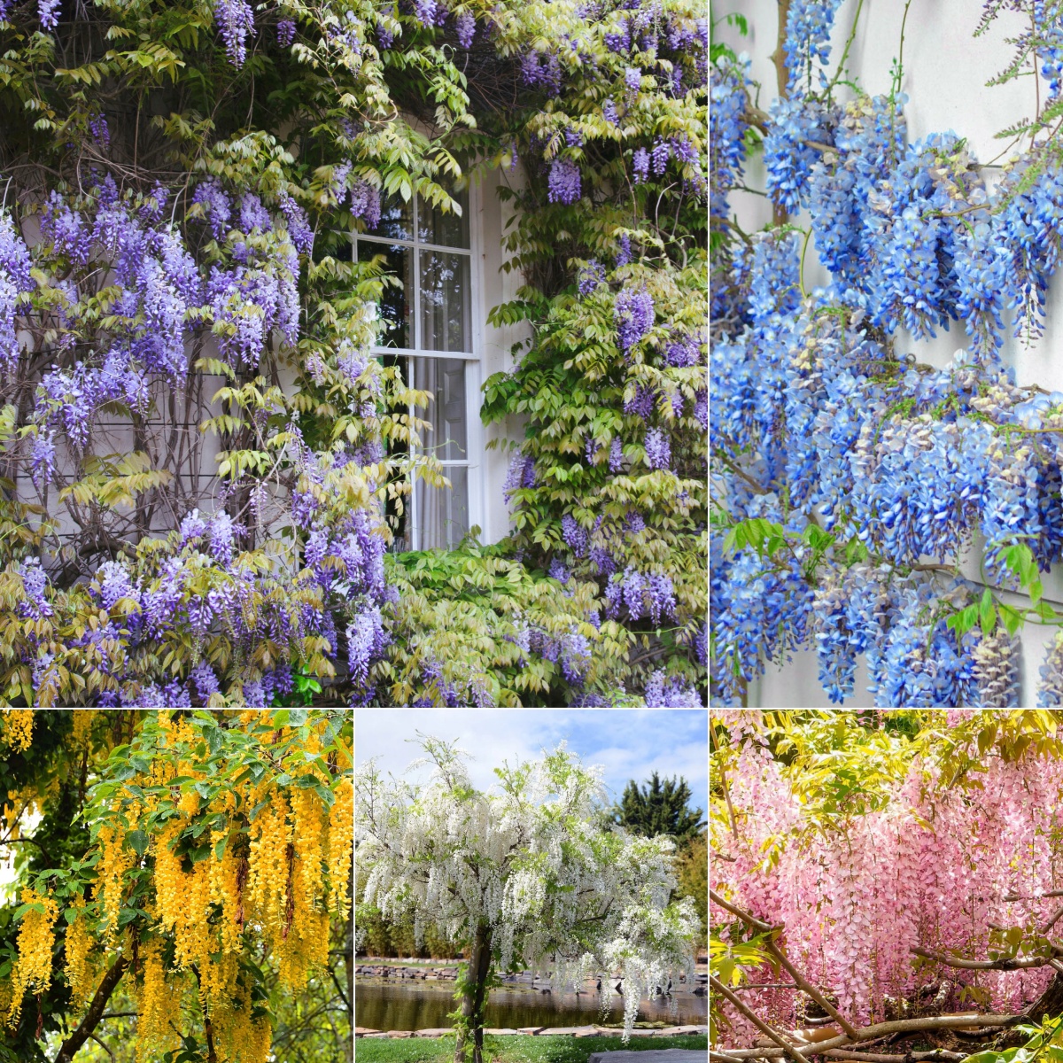 🔥LAST DAY 75% Off🌺The Queen Of Flowers—Wisteria Flower Seeds