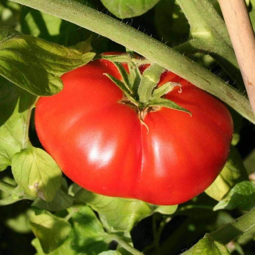 🍅 Giant Monster Tomato Seed – The Amazing Giant Tomato