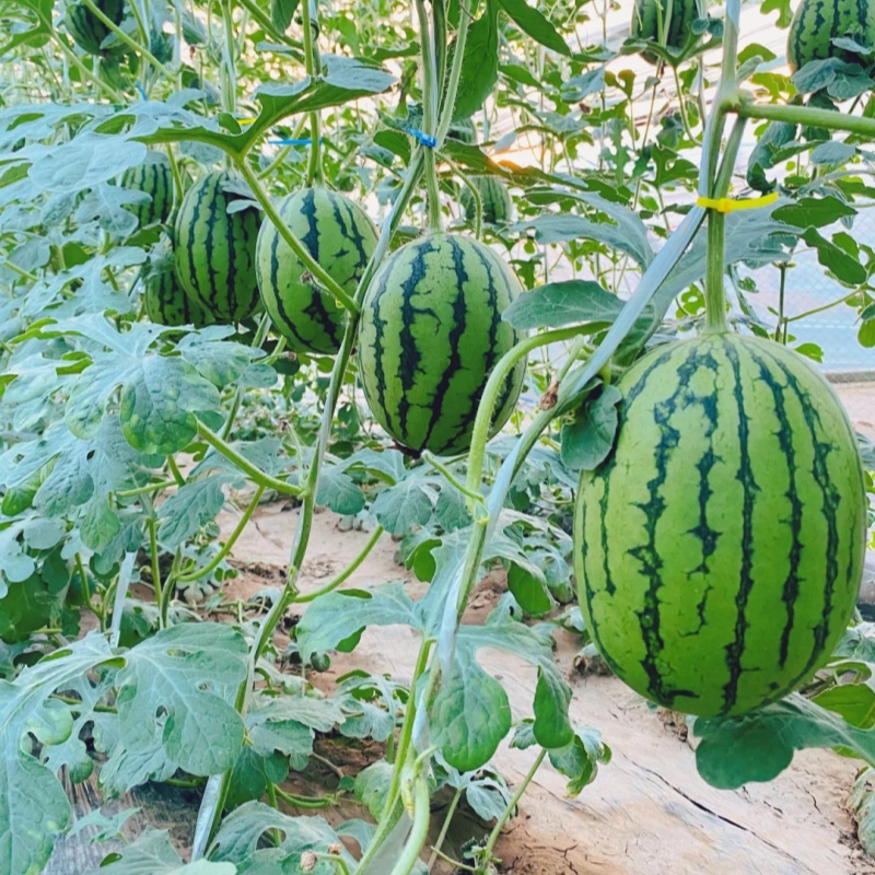 🍉 Ruby Watermelon Seeds – Harvest sweet and juicy summer refreshment