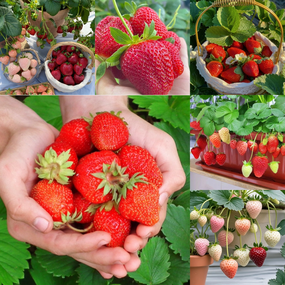 🪴Cream Strawberry Seeds🍓 Juicy and Sweet💥 Best Seller