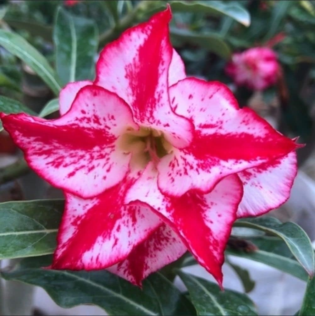 🌵 Desert Rose Bulbs - An Exotic Gem for Your Garden🌸