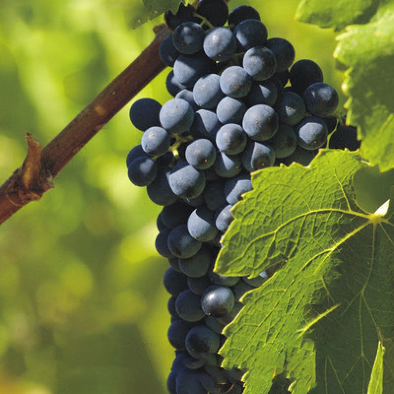 🔥Last Day 48% OFF- High-Quaility Grapes Seeds- High Germination Rate