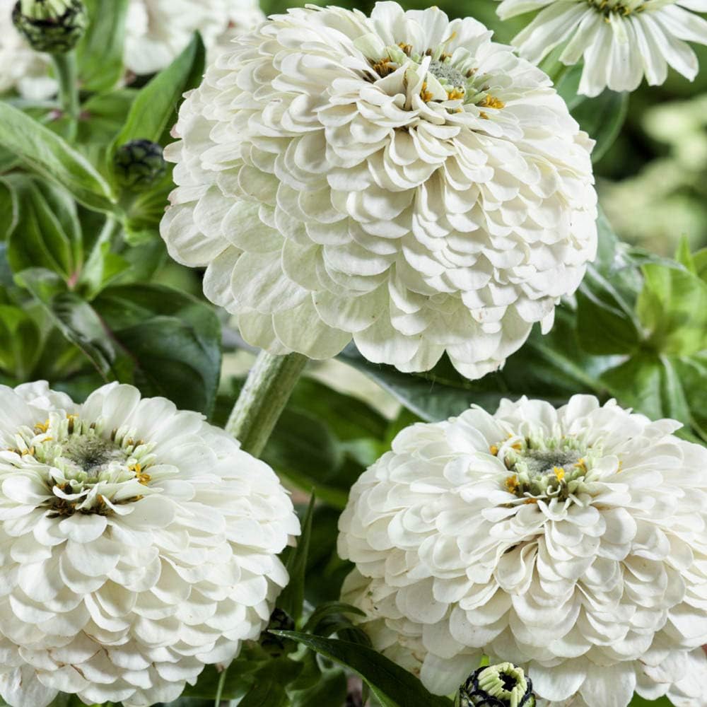 ð¸90 Giorni di Dahlias - Miscela a Lunga Duratað