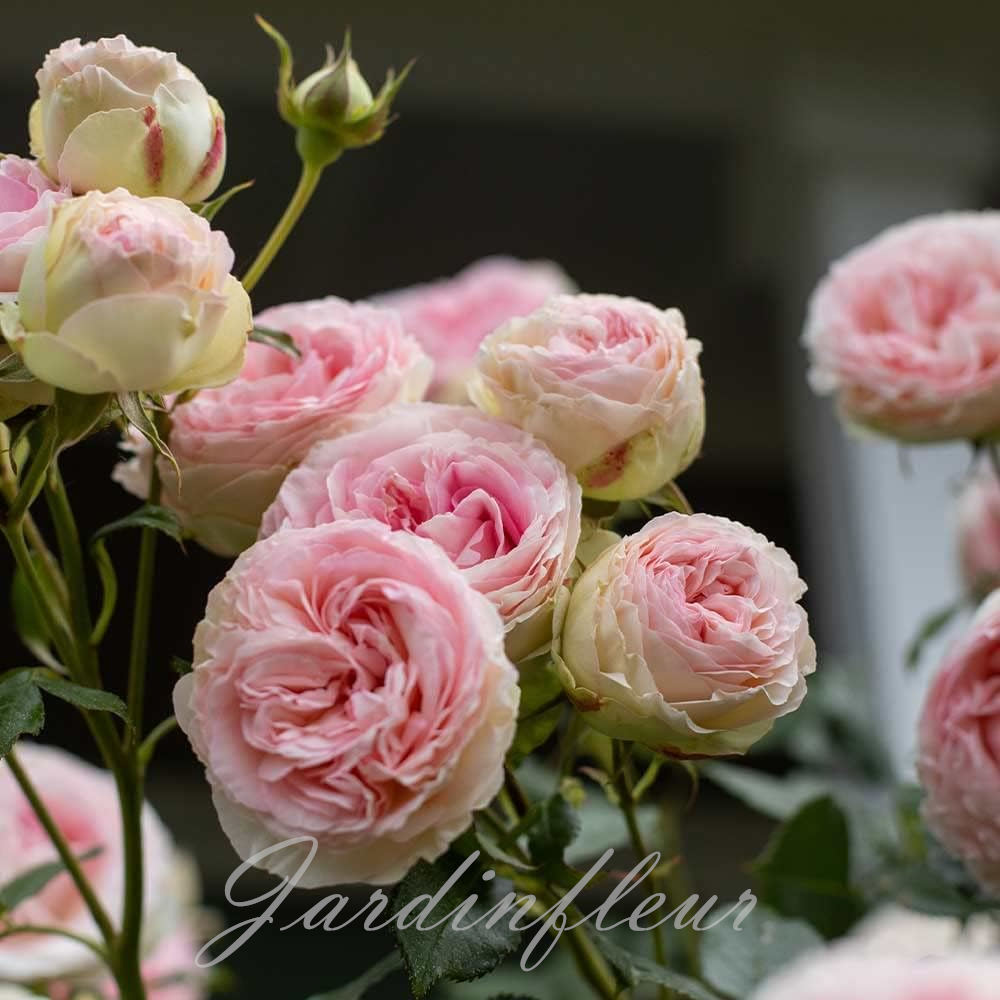 🔥Vente chaude🌹Graines de fleurs de roses grimpantes