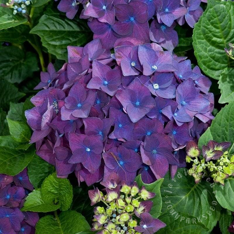 🔥Jusqu'à 50% de réduction🔥Faites éclore votre jardin de rêve : Plantez des graines d'hortensia et accueillez les saisons colorées.