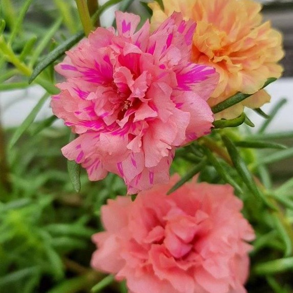 💐Mixed Portulaca flower seeds