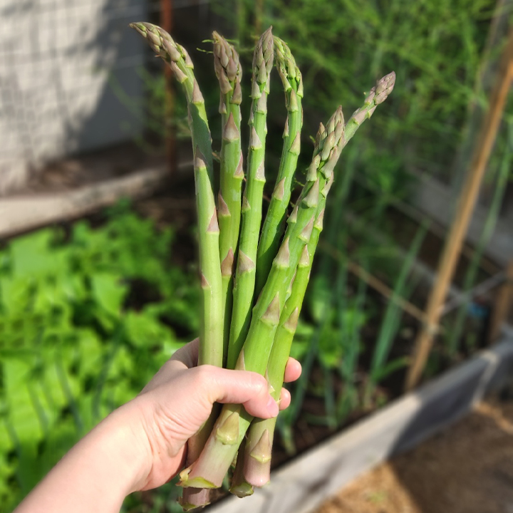 🌿King of Vegetables - Asparagus Mary Washington