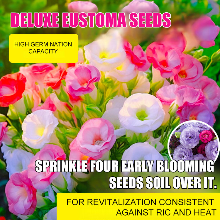 High-quality lisianthus seeds, with a strong aroma and flowering all year round💐
